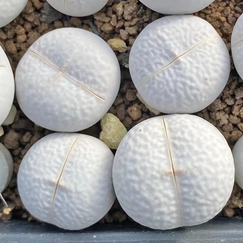 plant Aeonium Echeveria Haworthia  Caudex  Lithops Cactus  Agave 