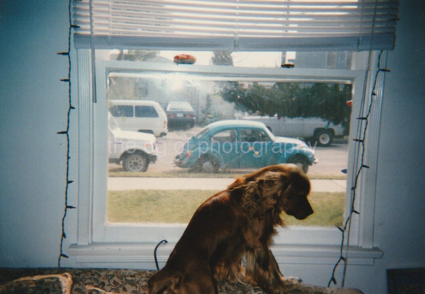 VW DOG At The Window FOUND Photo Poster painting ColorOriginal Snapshot 96 7 B