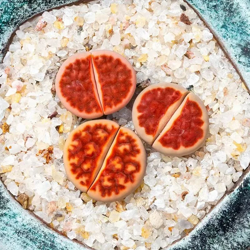 plant Aeonium Echeveria Haworthia  Caudex  Lithops Cactus  Agave 