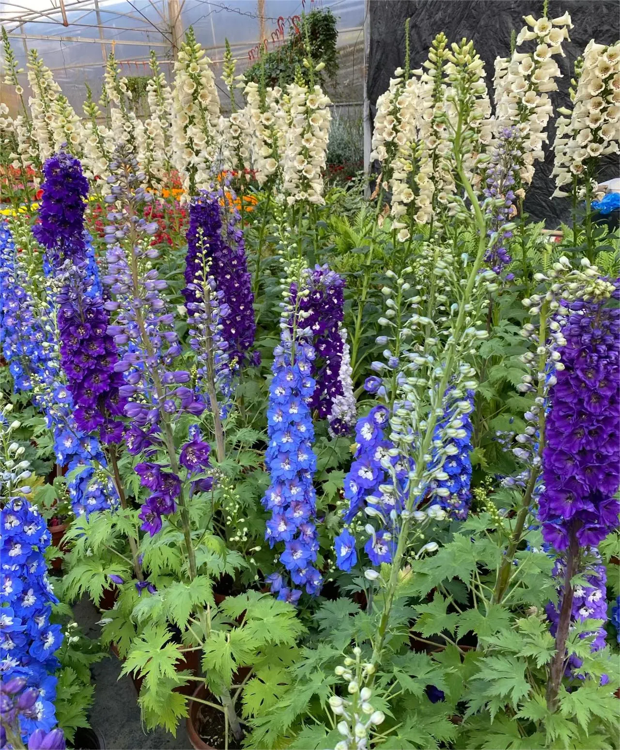 Delphinium Seeds-Mixed 7 Colors