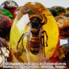 Insect Amber Pendant Natural Butterfly Specimen Insect Amber Necklace Children's Hanging Accessories