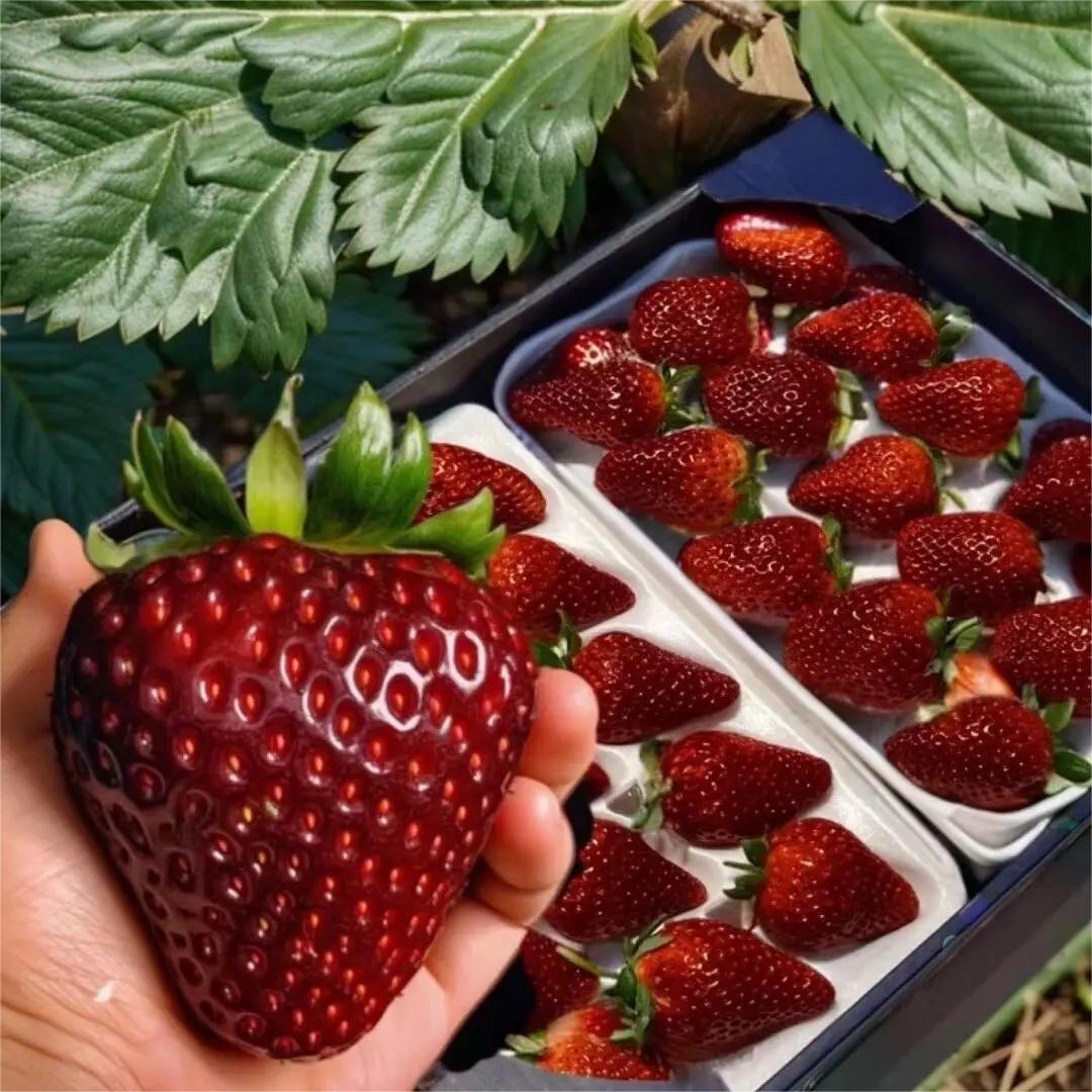 Black Pearl Strawberry Seeds