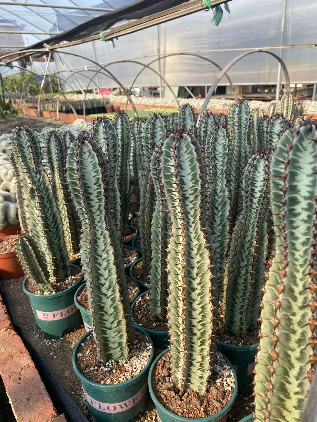 plant Aeonium Echeveria Haworthia  Caudex  Lithops Cactus  Agave 