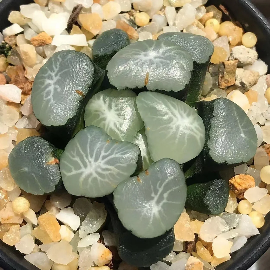  218.  Aurora Vientiane 3-4cm/ Haworthia/ Succulent plants / Garden landscape / Carefully select healthy plants