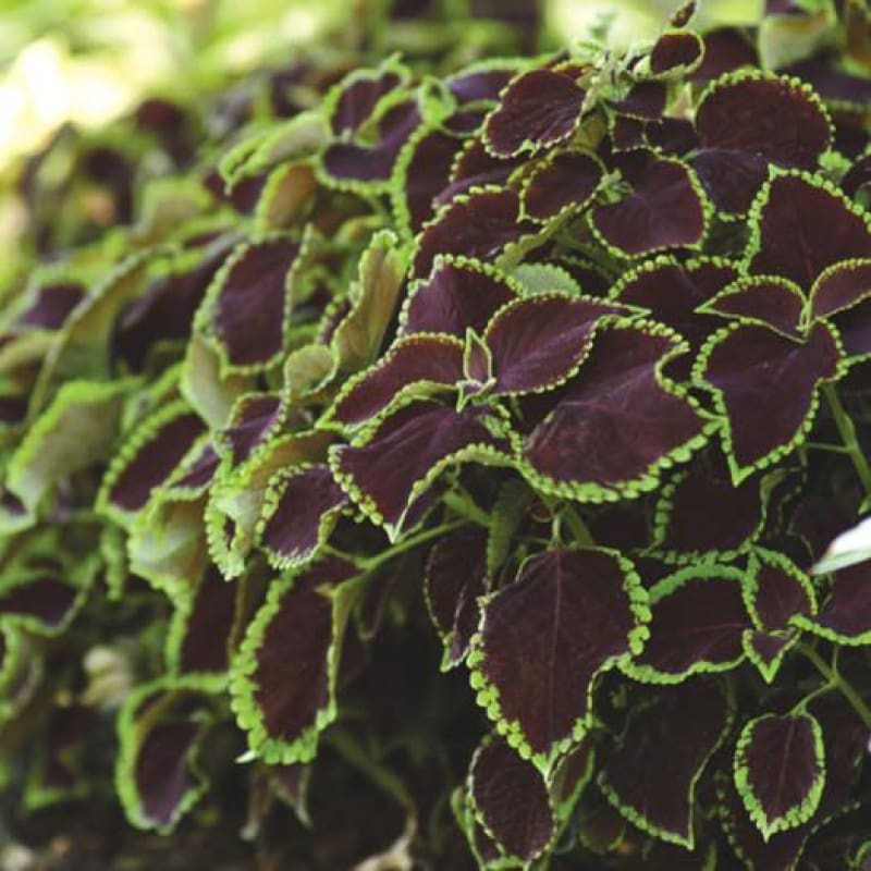 Coleus Seeds Black And Green (50-100 Per Pack) Jonyparkseed®