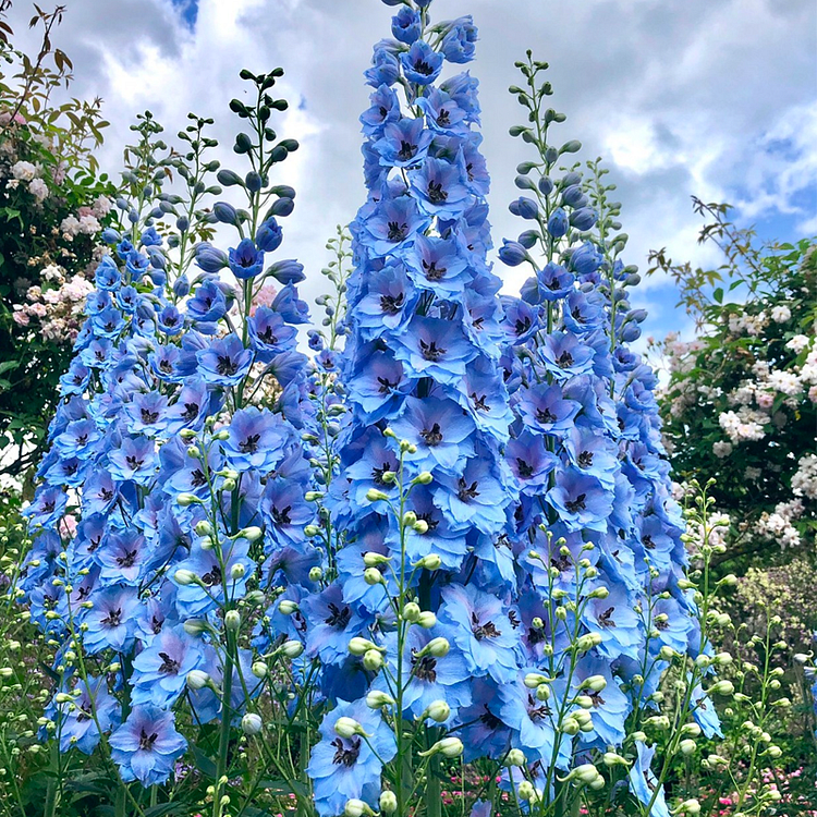 Dried Dark Blue Larkspur Flowers For Sale, Dried Delphinium