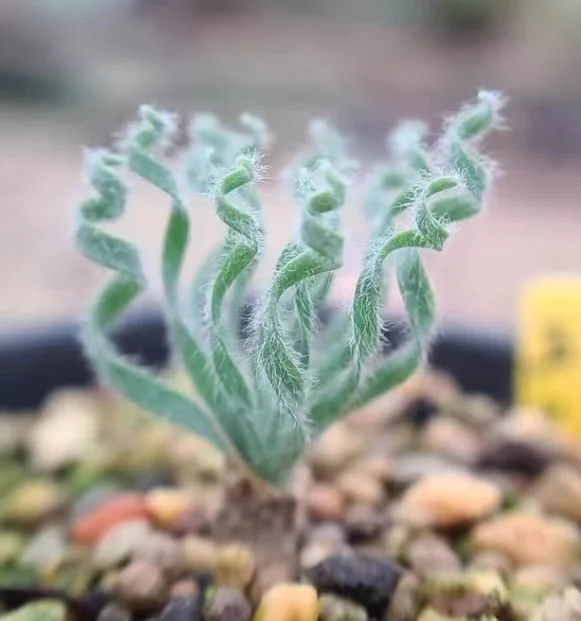 plant Aeonium Echeveria Haworthia  Caudex  Lithops Cactus  Agave 