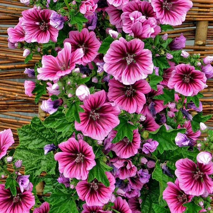 French Mallow Seeds (Malva sylvestris)