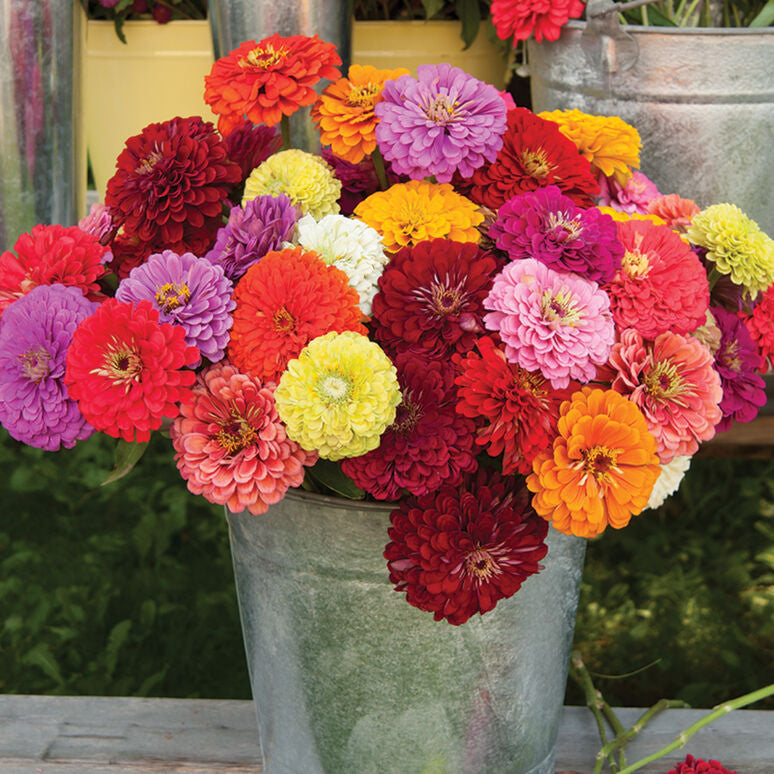 Zinnia Benary&rsquo;s Giant Mix Flower | X 30 Seeds