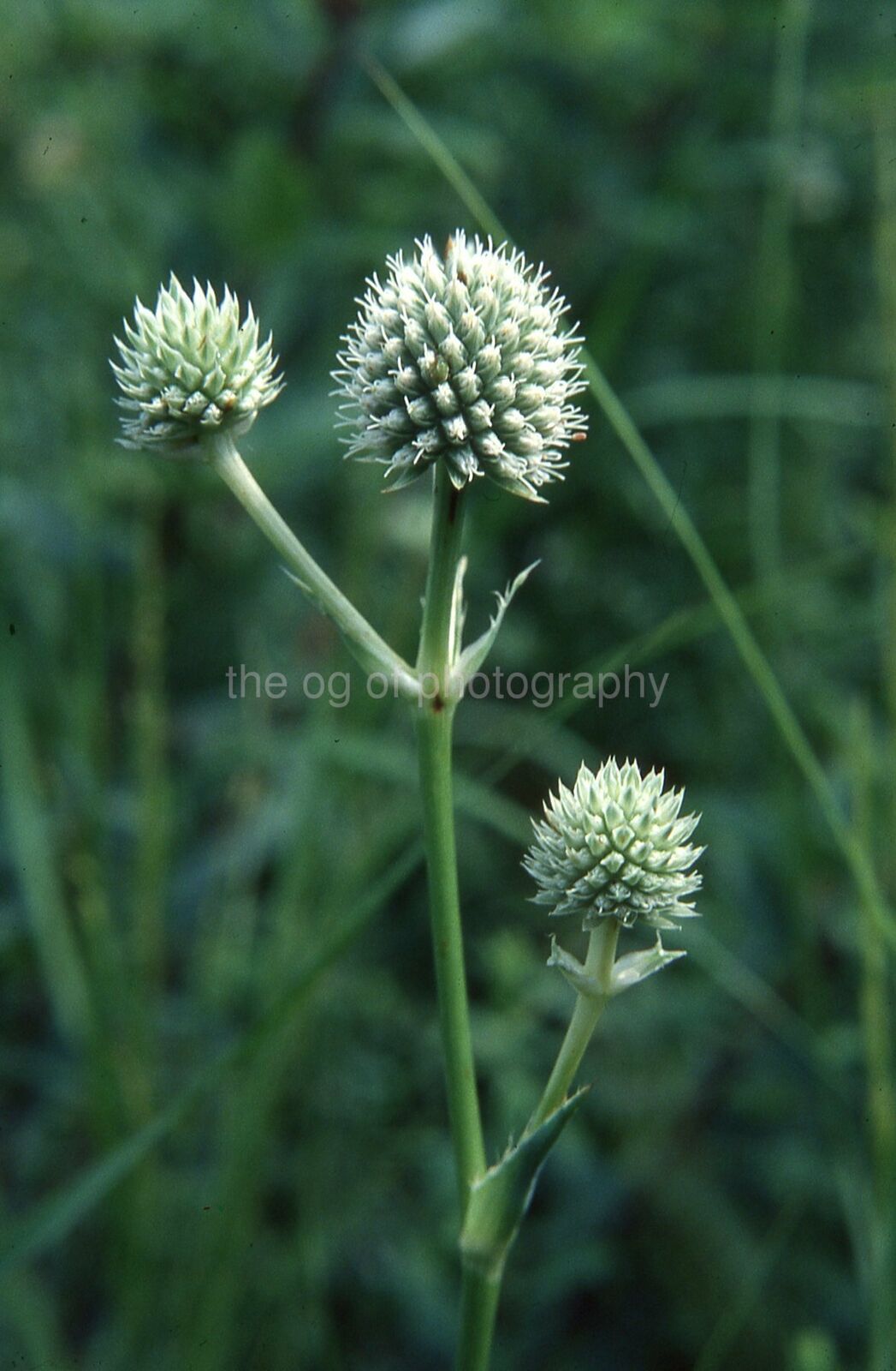 NATURE CLOSE UP 35mm FOUND SLIDE Color Transparency Photo Poster painting 21 T 66 S