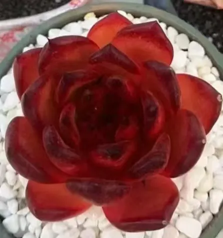 plant Aeonium Echeveria Haworthia  Caudex  Lithops Cactus  Agave 