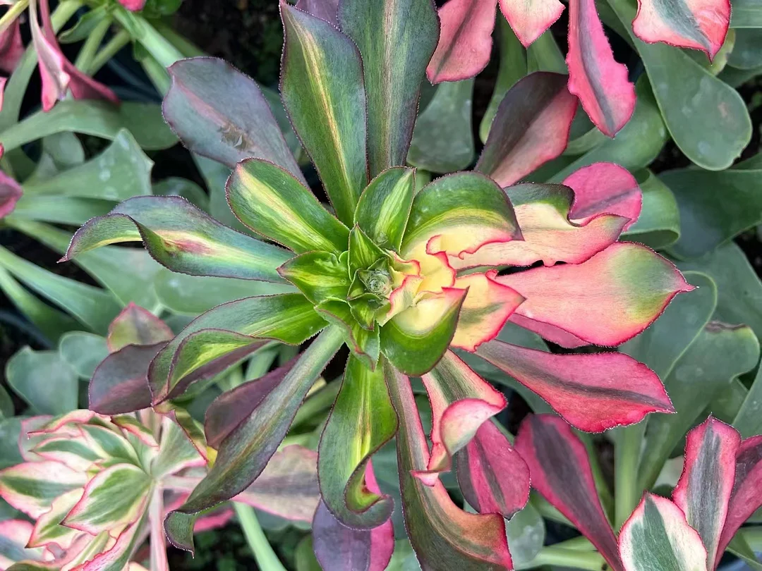 83. Phantom var. 8-10cm cutting/Aeonium plants/ Succulent plants / Garden landscape / Carefully select healthy plants