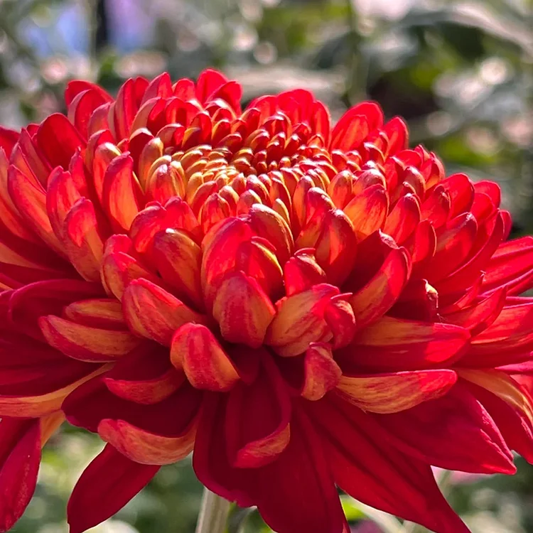 ❤️Red Giant Chrysanthemum Seeds