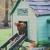 Chicken Warning - Vintage Metal Signs(8*12Inch/12*16Inch) - Chicken