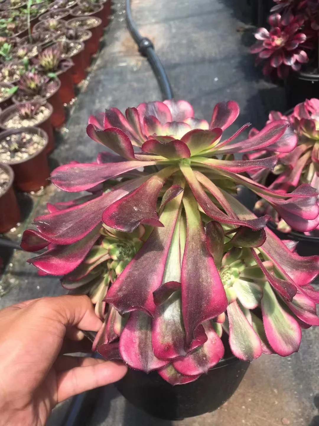 plant Aeonium Echeveria Haworthia  Caudex  Lithops Cactus  Agave 