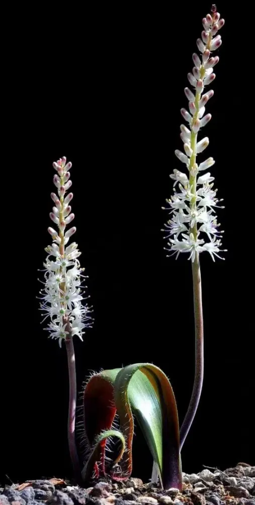 plant Aeonium Echeveria Haworthia  Caudex  Lithops Cactus  Agave 