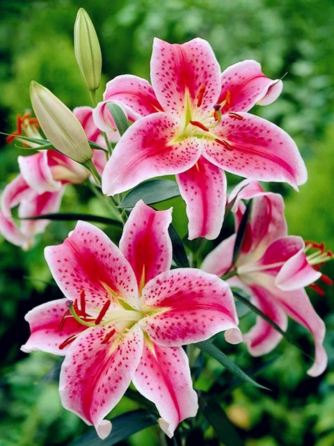 Diamond Painting - Full Round/Square Drill - Flower(30*40 - 50*60cm)