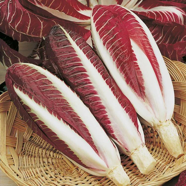 European Chicory Seeds
