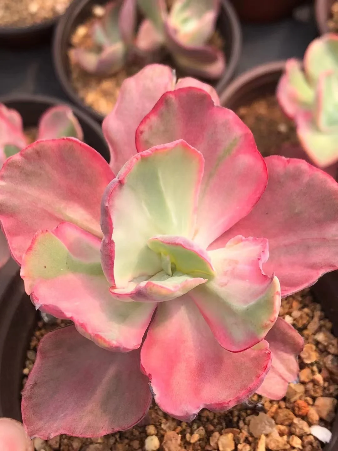 751.  Flying cloud variegata single head  5-6cm / Echeveria / Succulent plants / Garden landscape / Carefully select healthy plants