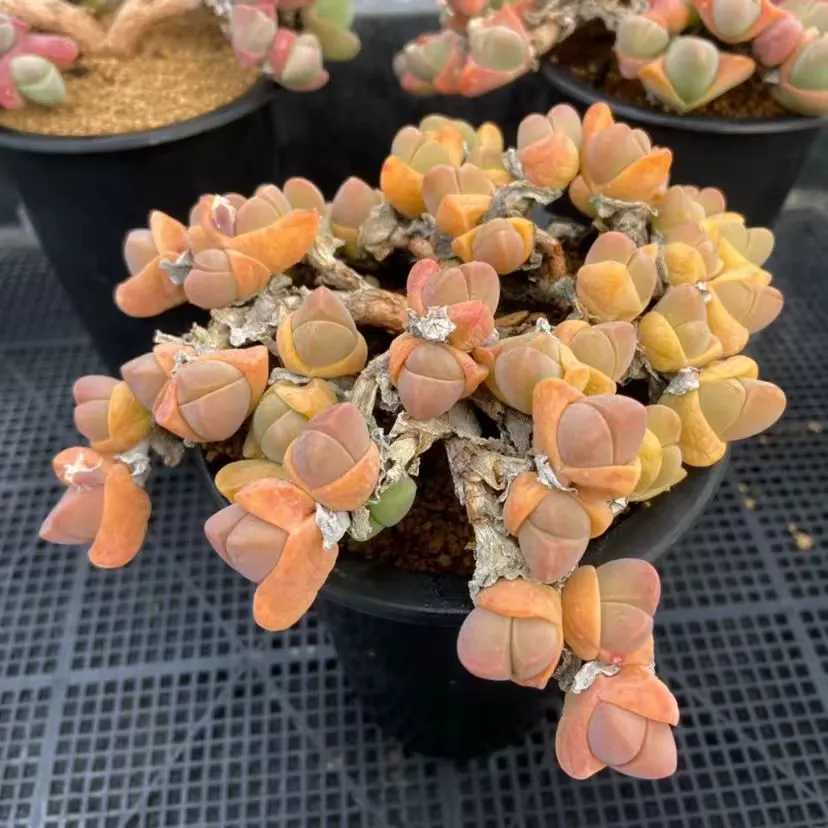 plant Aeonium Echeveria Haworthia  Caudex  Lithops Cactus  Agave 