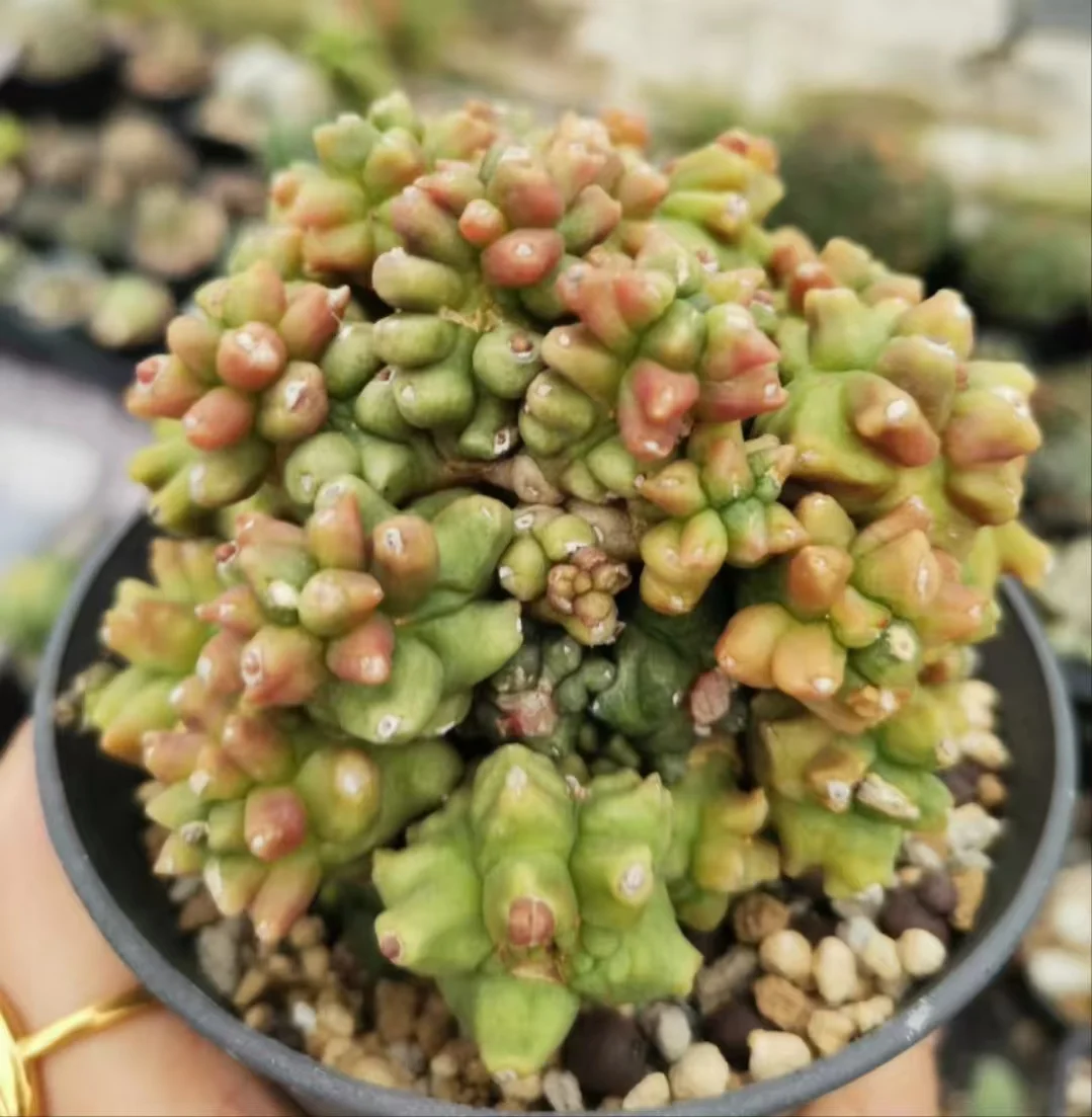 plant Aeonium Echeveria Haworthia  Caudex  Lithops Cactus  Agave 