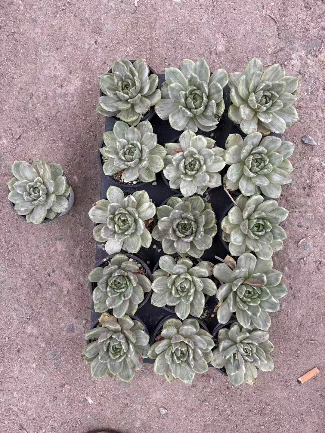 plant Aeonium Echeveria Haworthia  Caudex  Lithops Cactus  Agave 
