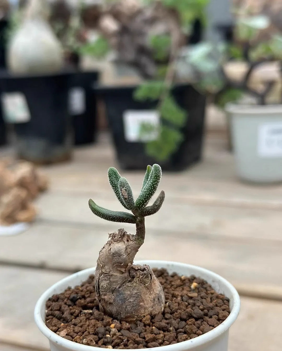 plant Aeonium Echeveria Haworthia  Caudex  Lithops Cactus  Agave 
