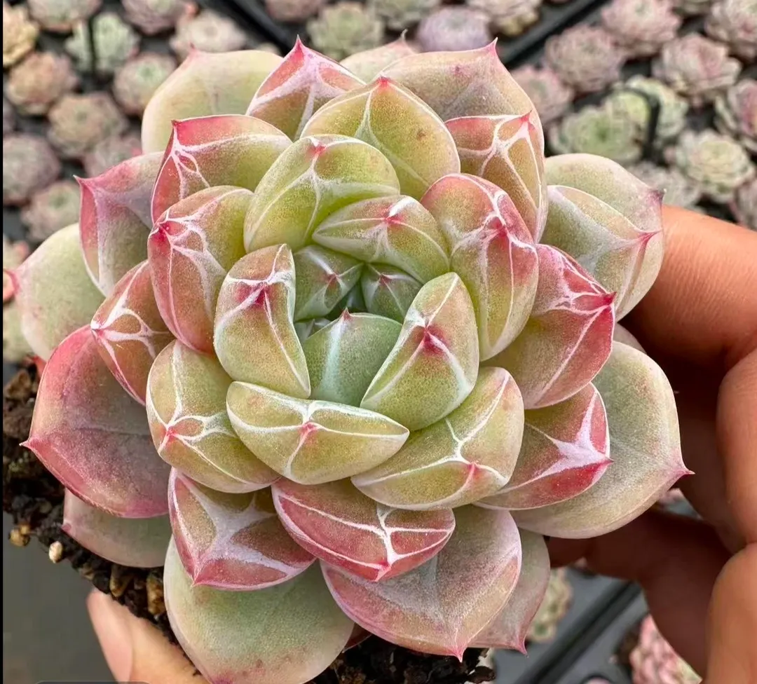 plant Aeonium Echeveria Haworthia  Caudex  Lithops Cactus  Agave 