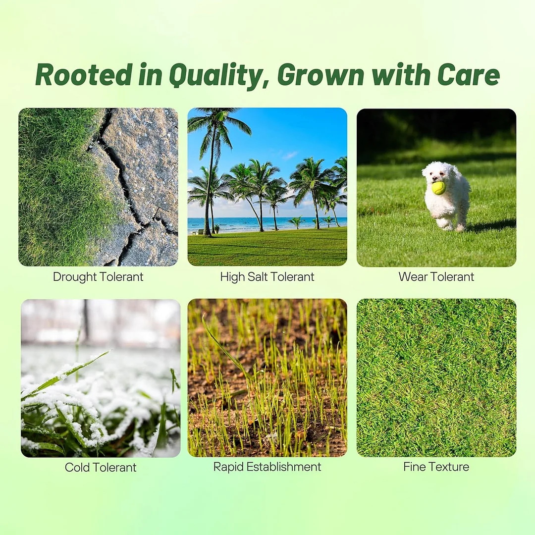 Seashore Paspalum Seed