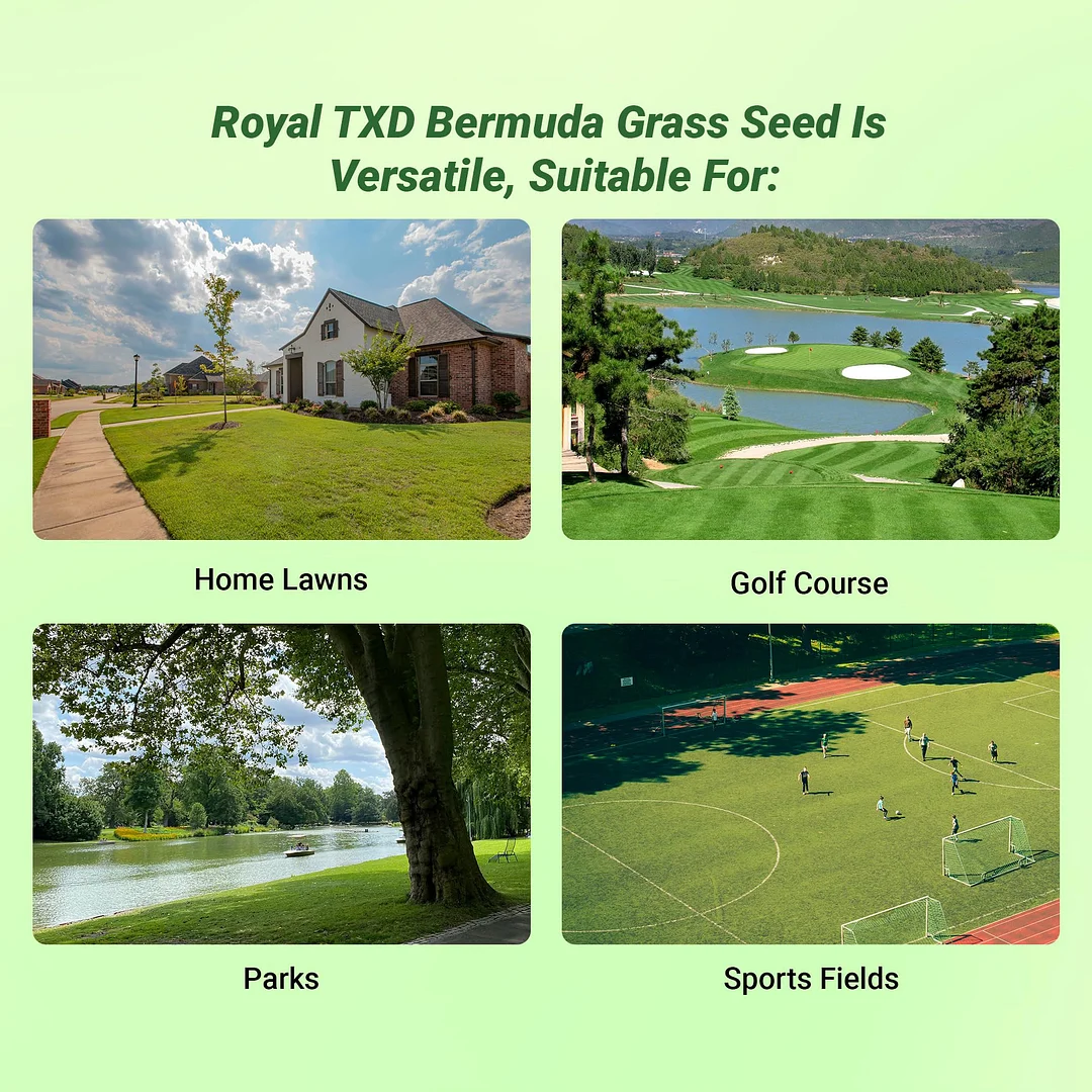 Royal TXD Bermuda Grass Seed