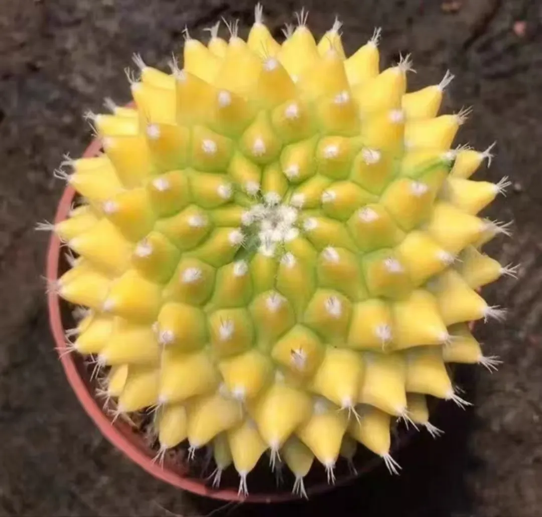 plant Aeonium Echeveria Haworthia  Caudex  Lithops Cactus  Agave 