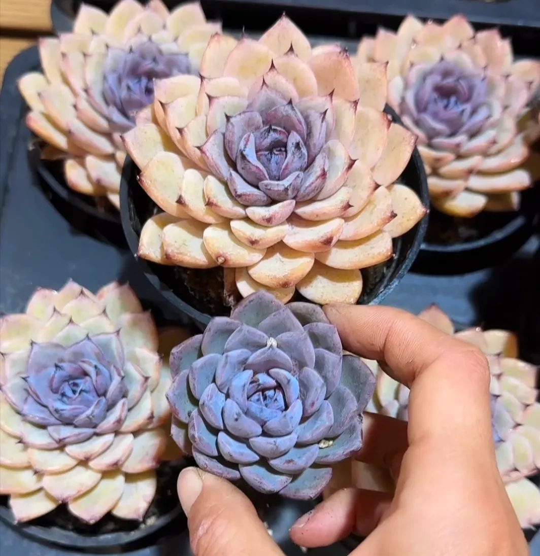 plant Aeonium Echeveria Haworthia  Caudex  Lithops Cactus  Agave 