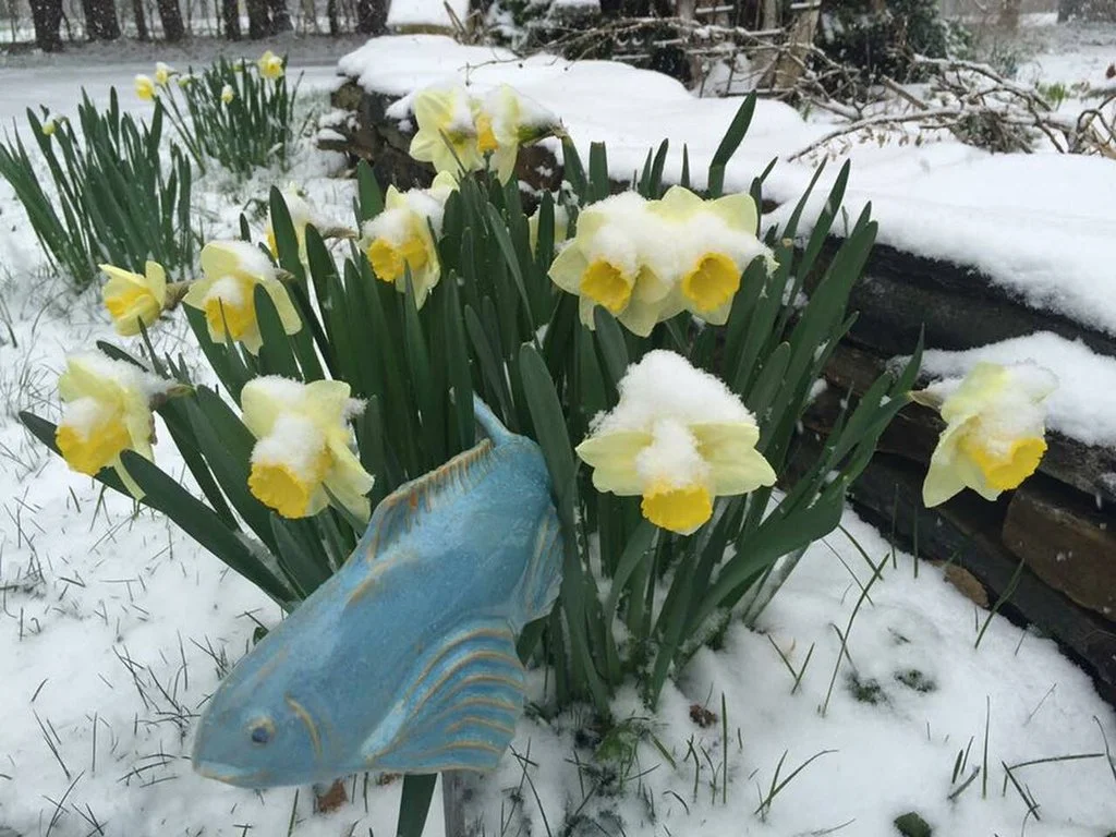 🦈Ceramic Garden Koi