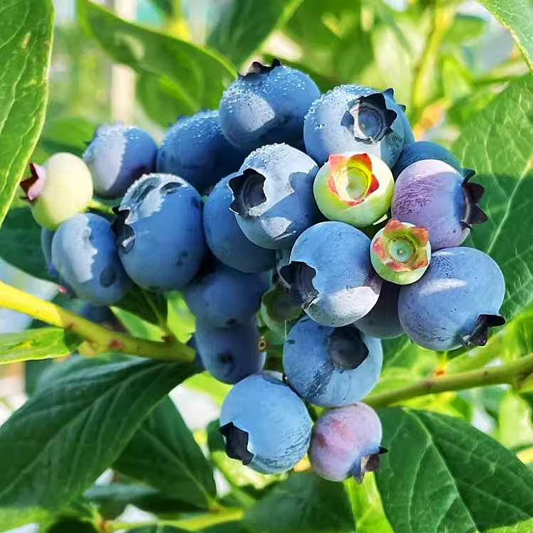 🔥Last Day Sale - 60% OFF🎁King of Berries - Giant Blueberry Fruit Seeds (98% Germination)⚡Buy 2 Get Free Shipping