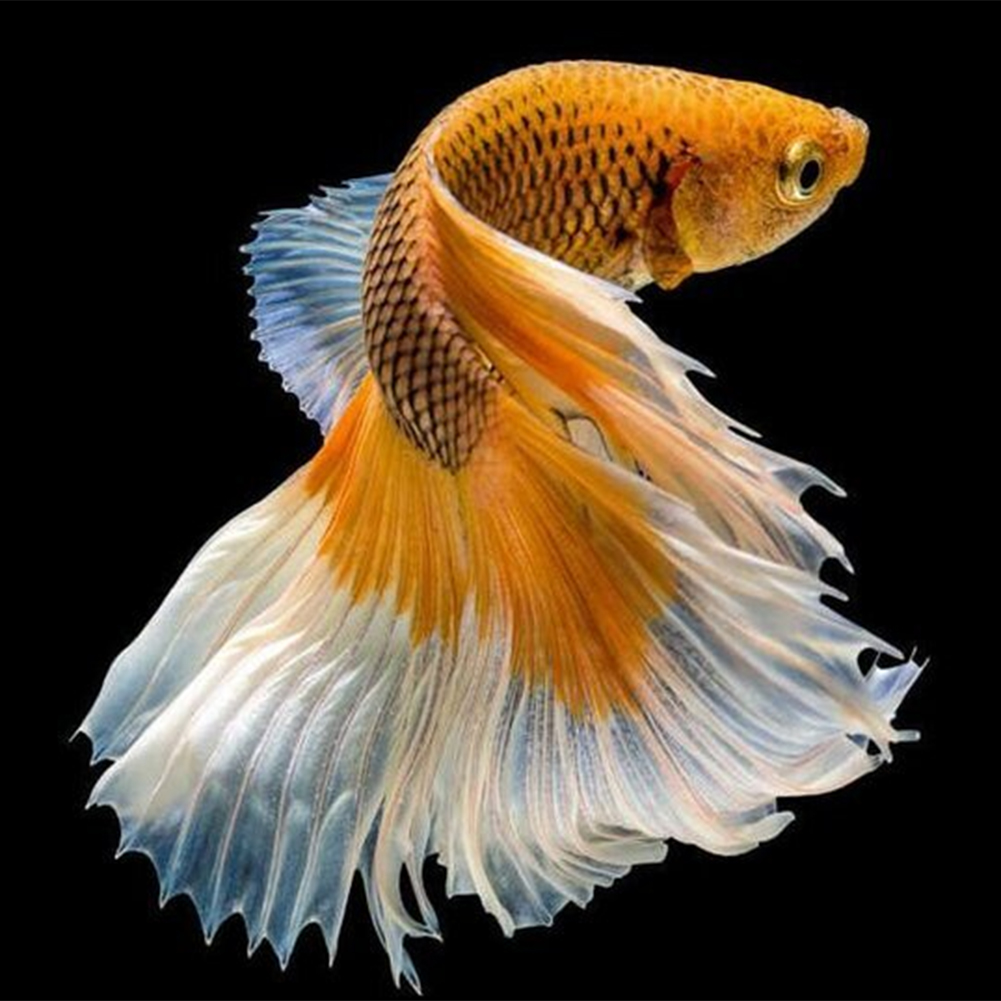 

30*30CM - Golden Carp - Round Drill Diamond Painting, 501 Original