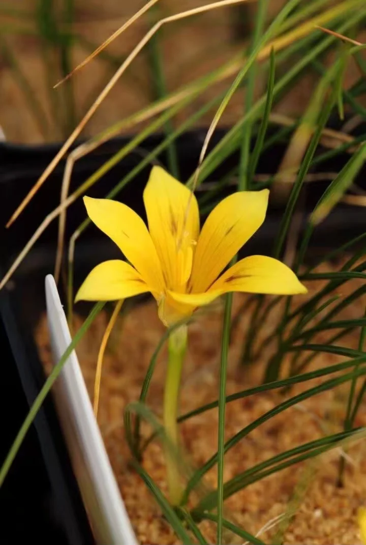 plant Aeonium Echeveria Haworthia  Caudex  Lithops Cactus  Agave 