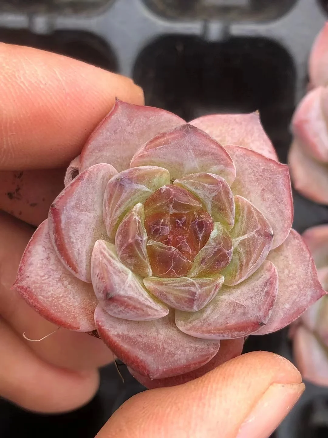 plant Aeonium Echeveria Haworthia  Caudex  Lithops Cactus  Agave 