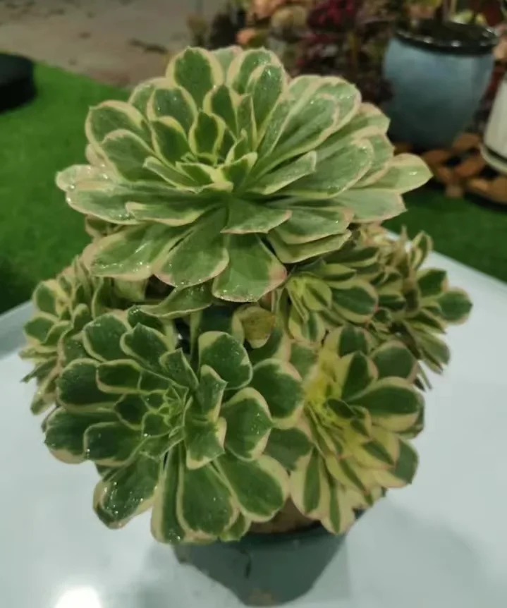 plant Aeonium Echeveria Haworthia  Caudex  Lithops Cactus  Agave 