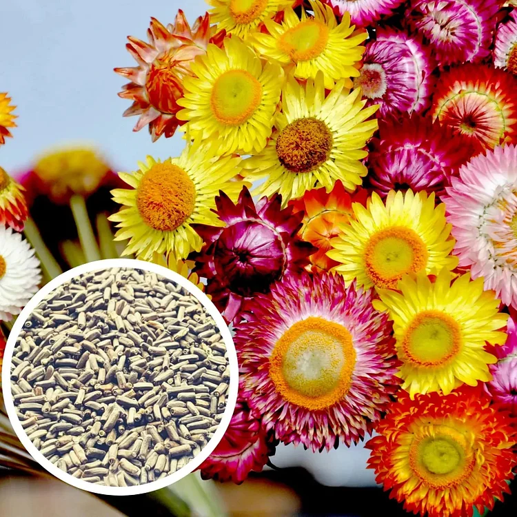 Mix aus Helichrysum-Samen - Dürretolerante einjährige Pflanze