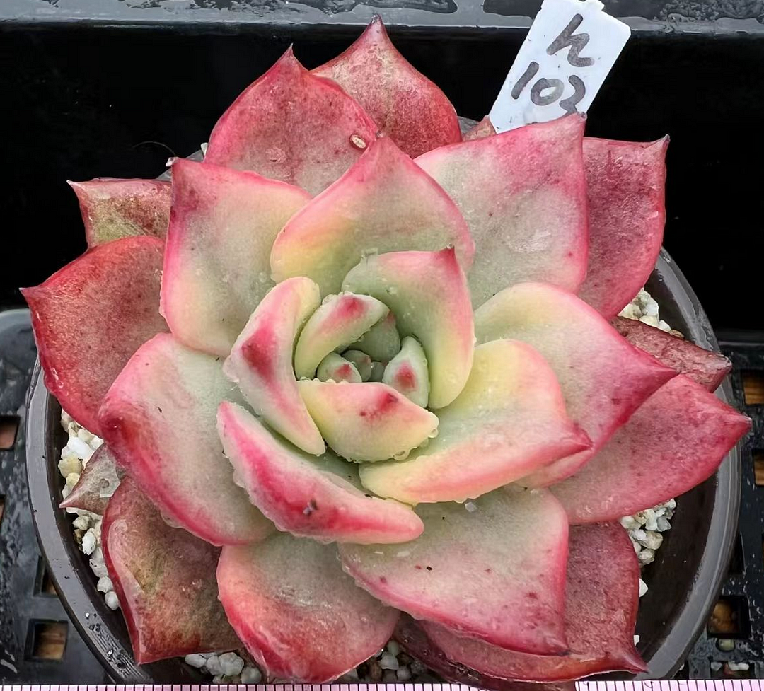 plant Aeonium Echeveria Haworthia  Caudex  Lithops Cactus  Agave 