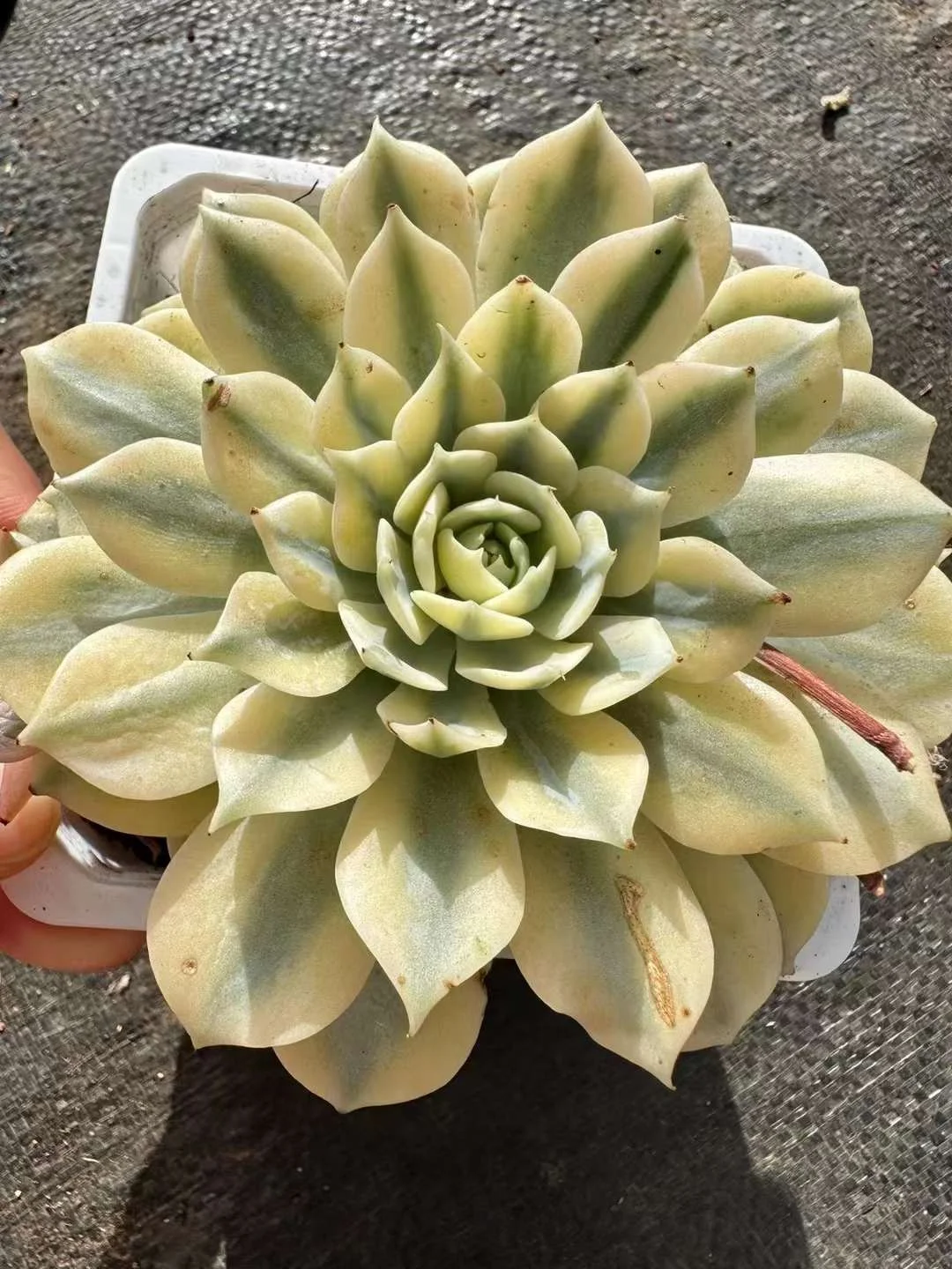 747.   blue paris brocade single head  4-5cm / Echeveria / Succulent plants / Garden landscape / Carefully select healthy plants