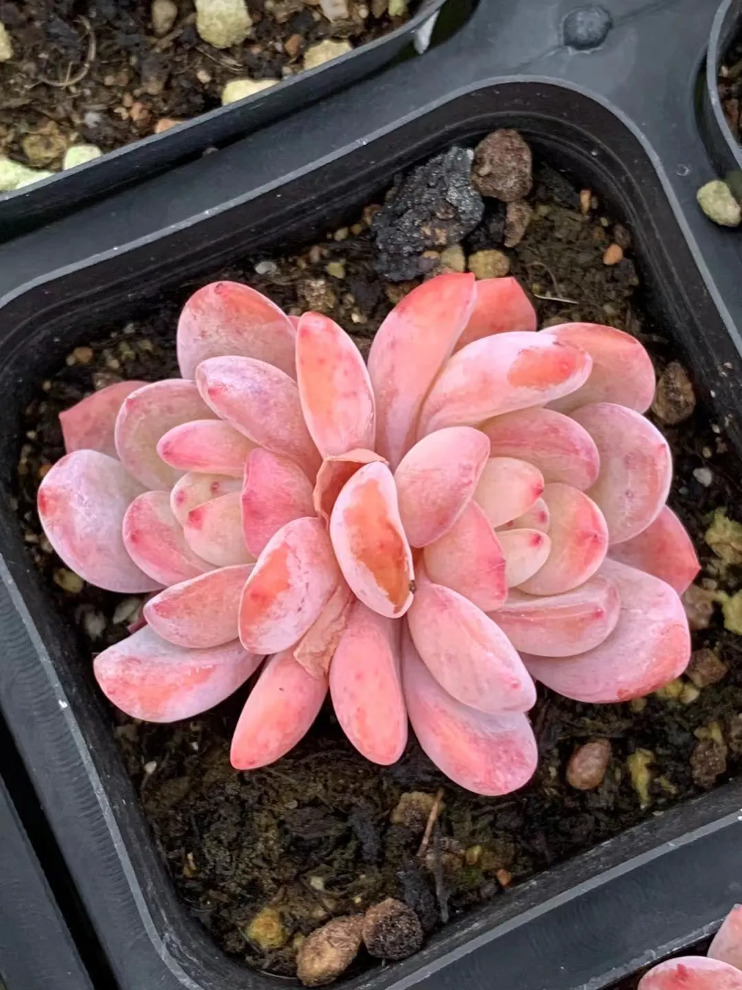 plant Aeonium Echeveria Haworthia  Caudex  Lithops Cactus  Agave 