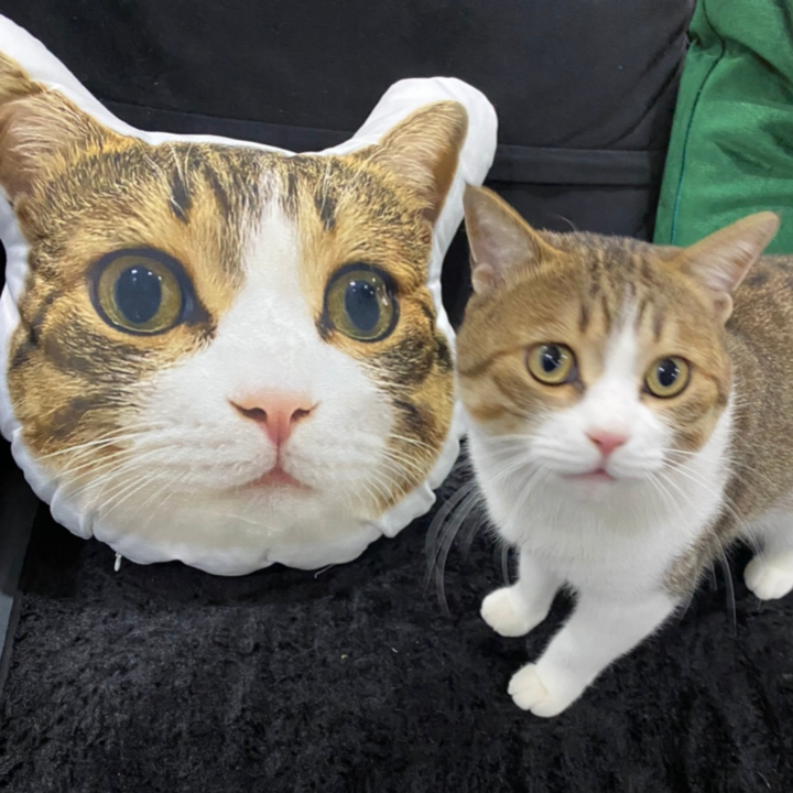Custom Pet Pillow - 3D Shaped with Double-Sided Printing 1