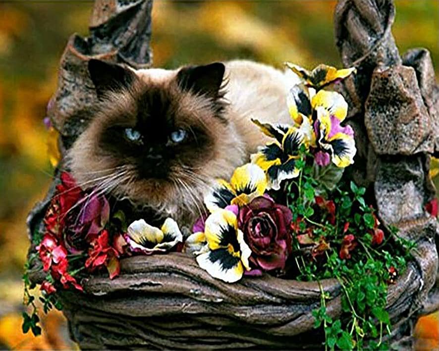 

Siamese Cat – Paint By Numbers - 40*50CM, 501 Original