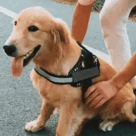 Choke Dog Harness 