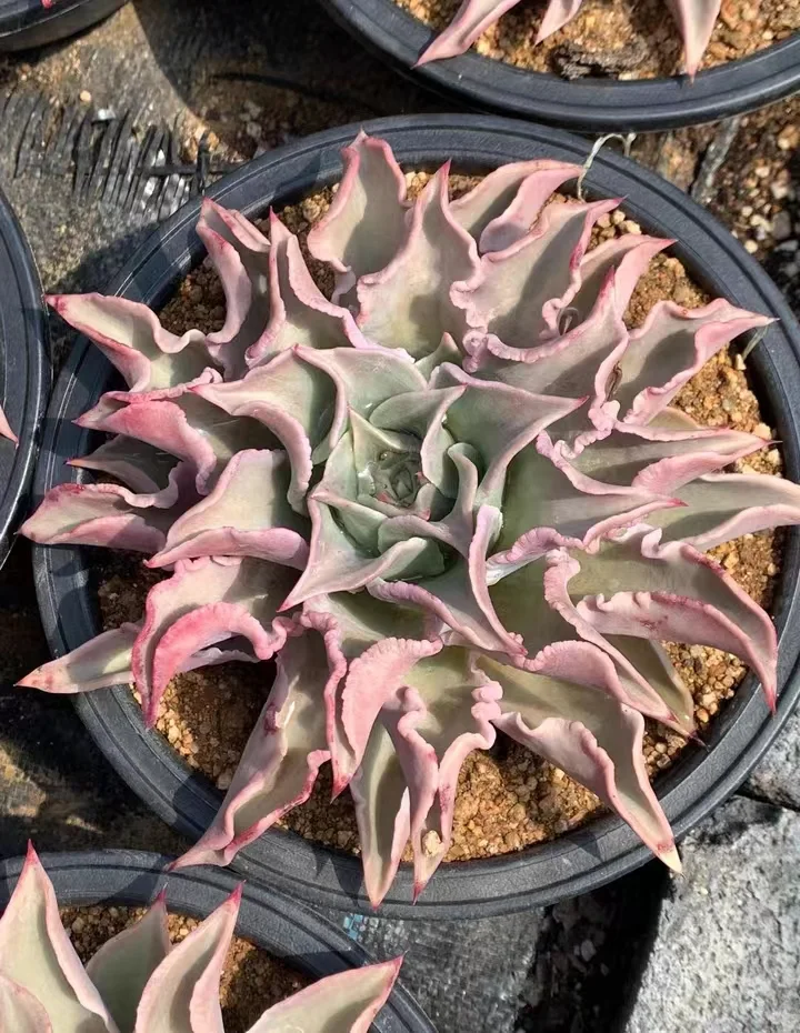 166.  Echeveria 'Madiba' (Dumpling wrapper ) single head 8-10cm / Echeveria / Succulent plants / Garden landscape / Carefully select healthy plants