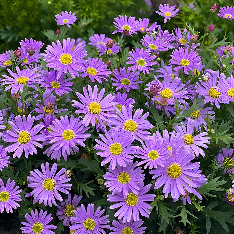🌼Pest Killer: Pyrethrum Daisy Seeds