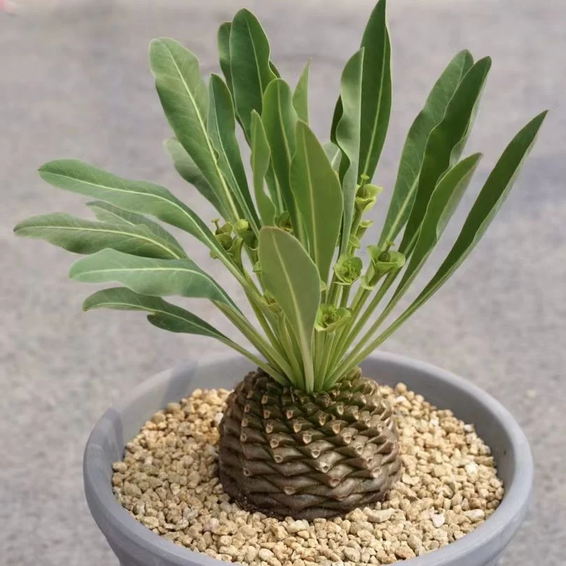 plant Aeonium Echeveria Haworthia  Caudex  Lithops Cactus  Agave 