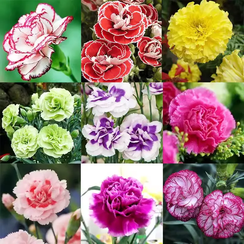 Double-Flowered Mixed Carnation Seeds