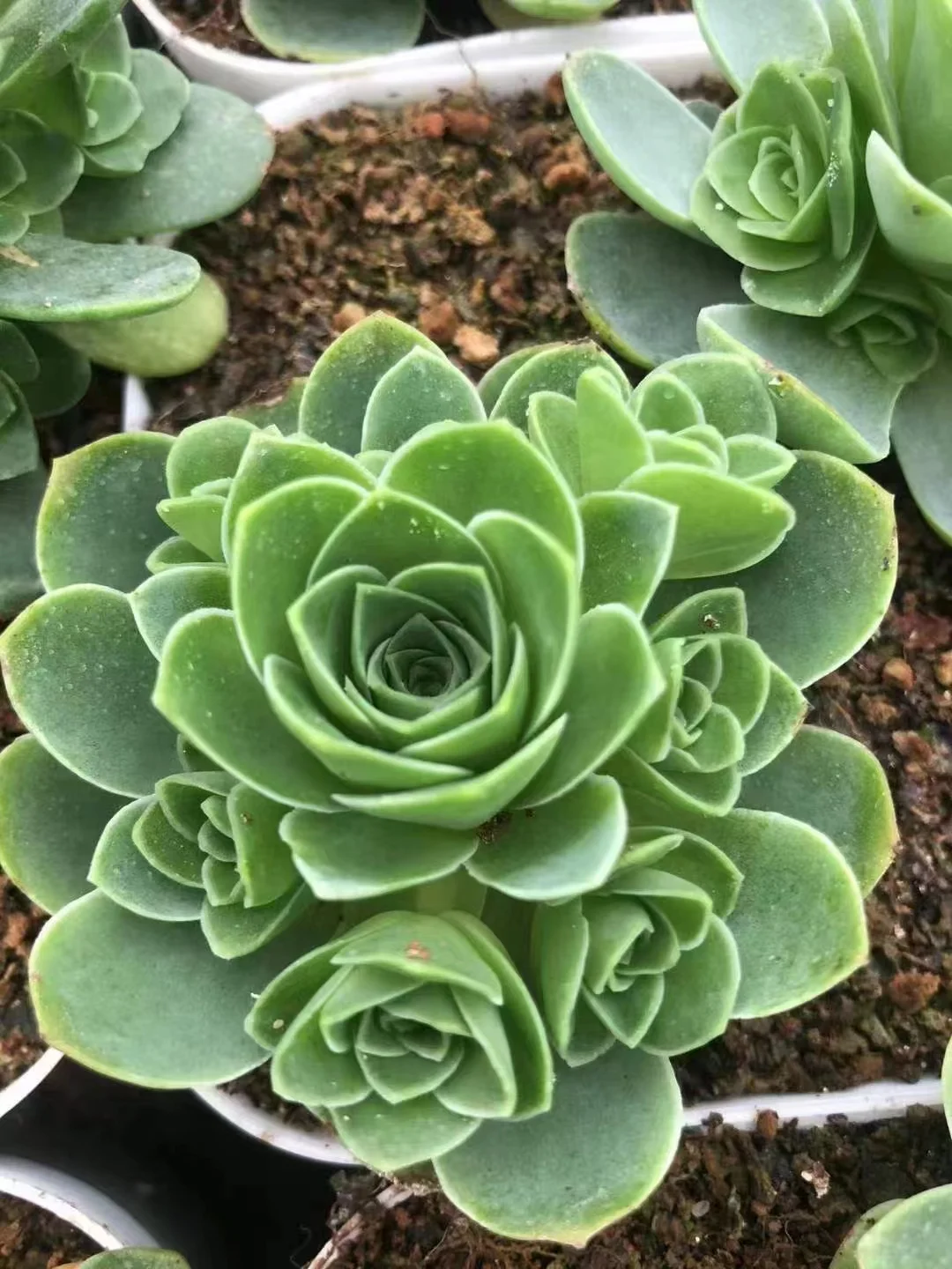 plant Aeonium Echeveria Haworthia  Caudex  Lithops Cactus  Agave 